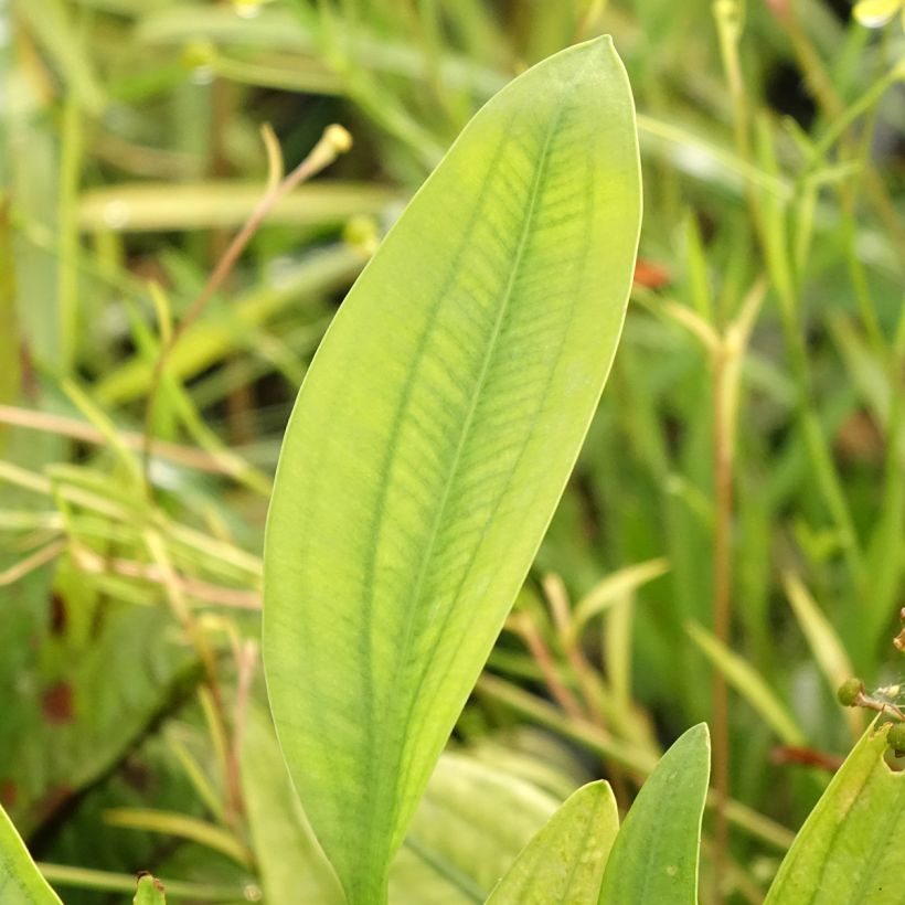 Sagittaria graminea - Sagittaire à feuilles de graminée (Foliage)
