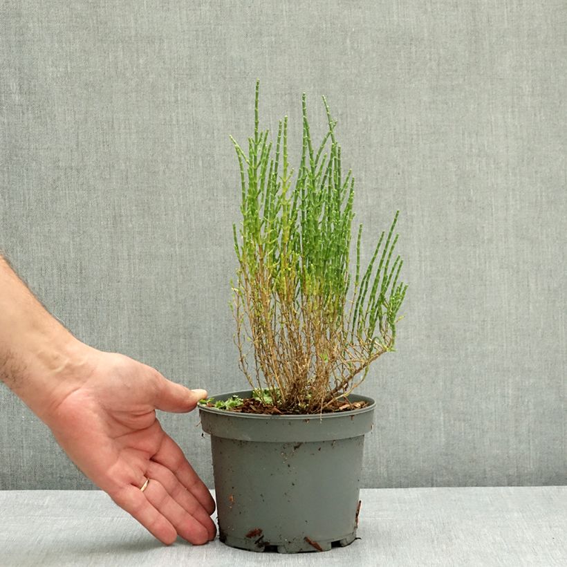 Spécimen de Salicorne d'Europe, Cornichon de mer - Salicornia europaea Pot de 1,5L/2L tel que livré en été