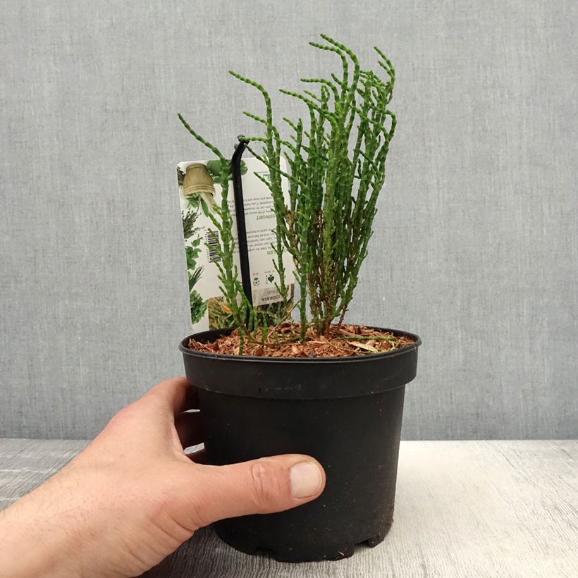 Example of Salicorne d'Europe, Cornichon de mer - Salicornia europaea Pot de 1,5L/2L as you get in printemps