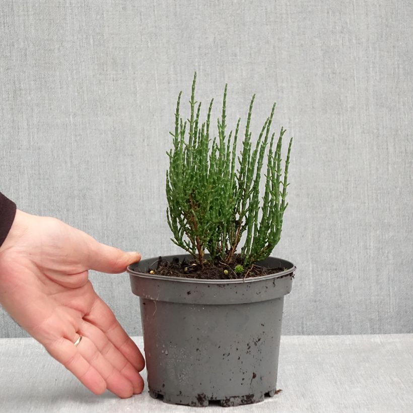 Spécimen de Salicorne d'Europe, Cornichon de mer - Salicornia europaea Pot de 1,5L/2L tel que livré en automne