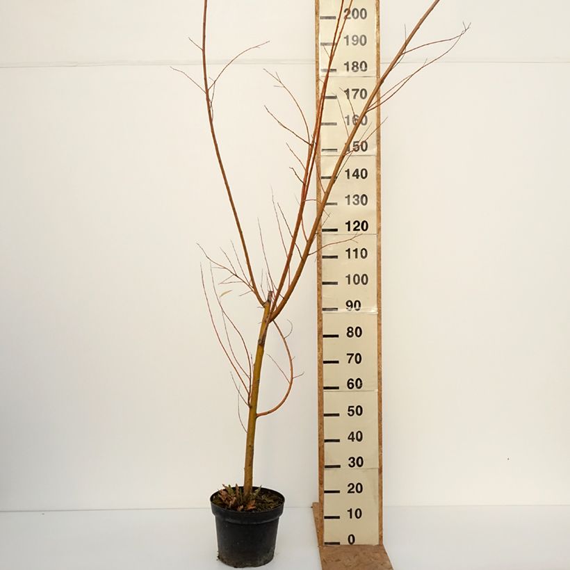 Spécimen de Salix alba Strachowo - Saule blanc à bois orange Pot de 7,5L/10L tel que livré en automne