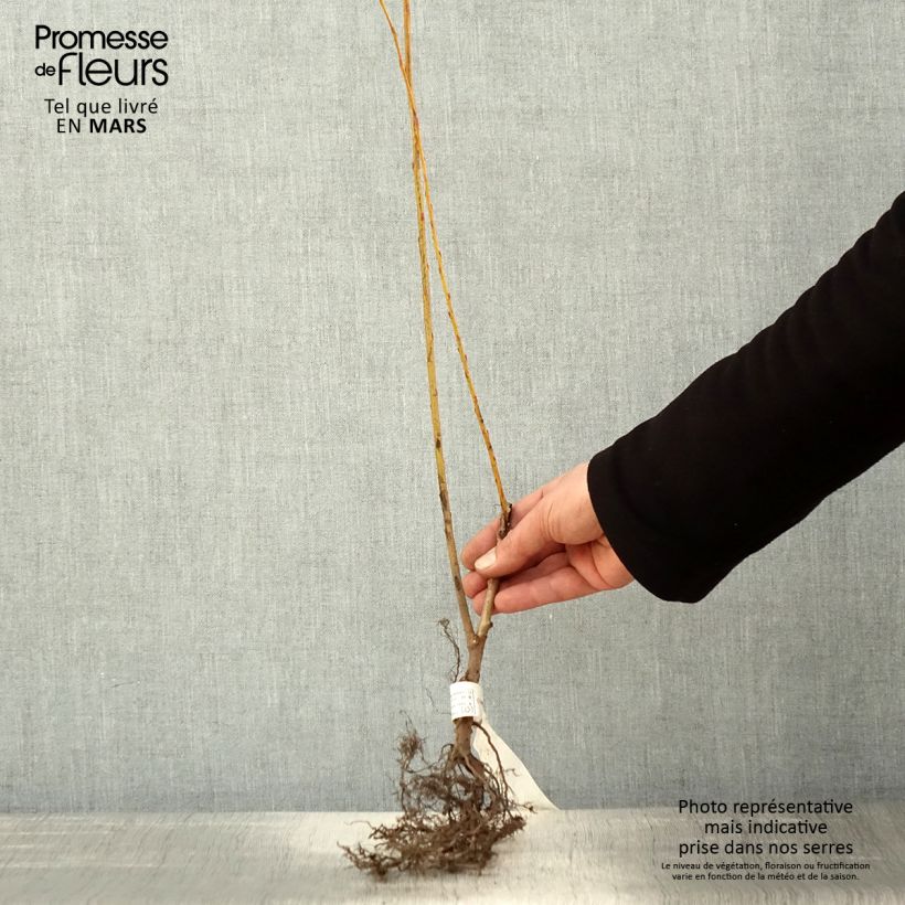 Spécimen de Salix alba Vitellina - Saule doré, amarine Racines nues tel que livré au printemps