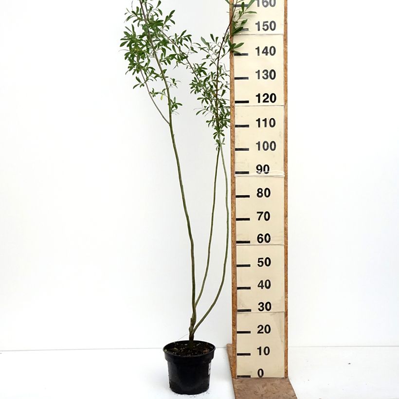 Spécimen de Salix aurita Büchelberg - Saule à oreillettes, Petit marsault Pot de 4L/5L tel que livré au printemps