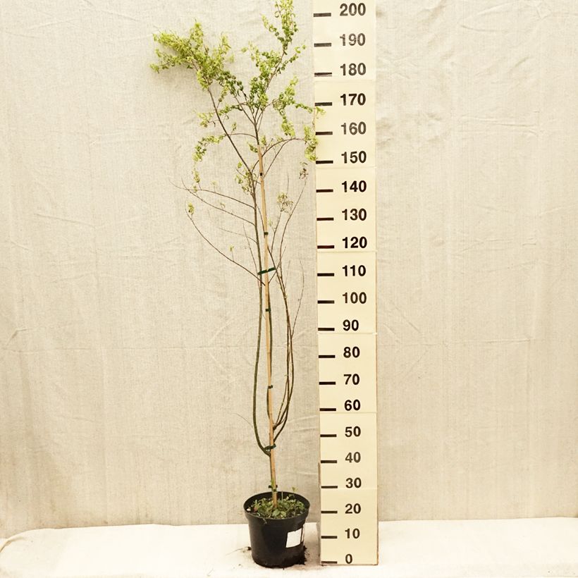 Example of Salix babylonica Crispa Pot de 7,5L/10L as you get in printemps