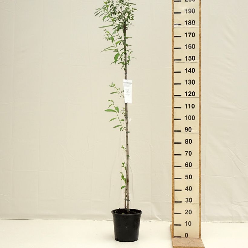 Example of Salix caprea - Saule marsault Pot de 7,5L/10L as you get in printemps