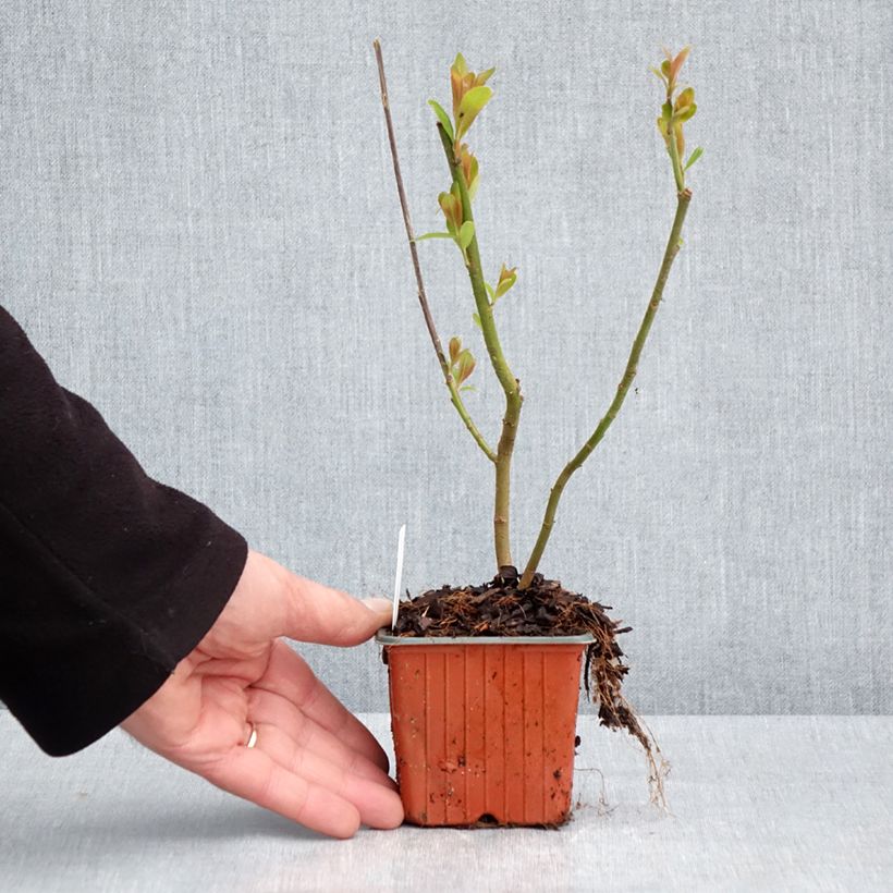 Example of Salix chaenomeloides Mount Aso - Saule japonais Godet de 8/9 cm as you get in printemps