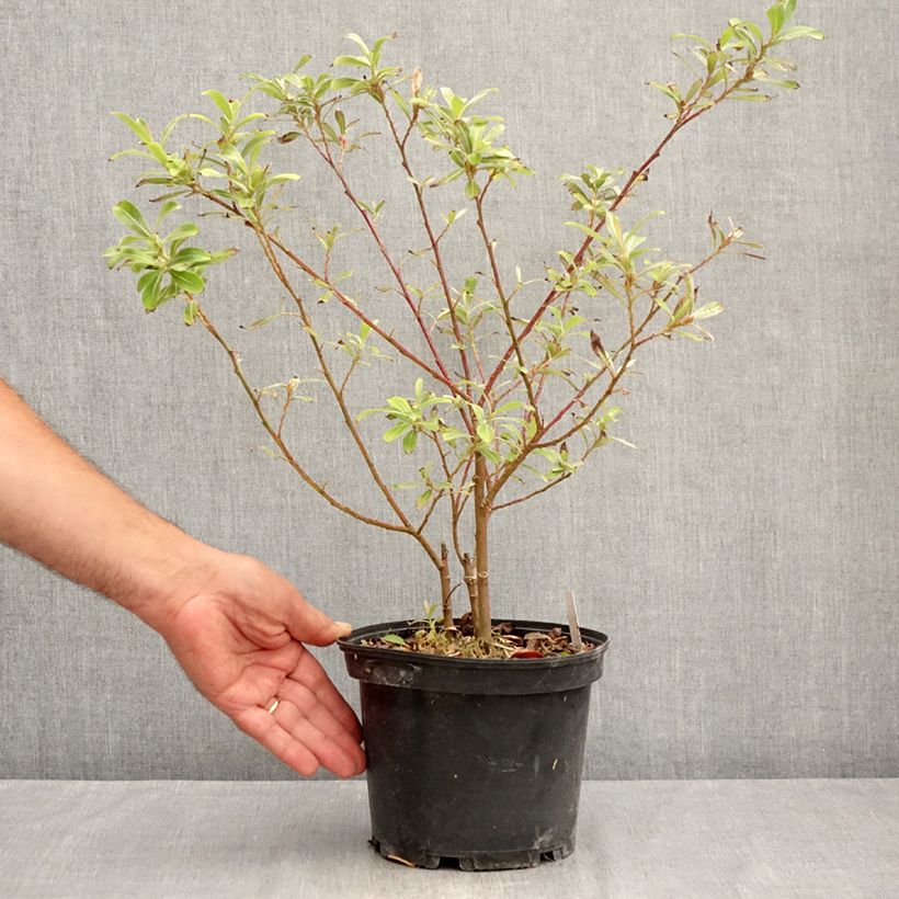 Spécimen de Salix chaenomeloides Mount Aso - Saule japonais Pot de 2L/3L tel que livré en été