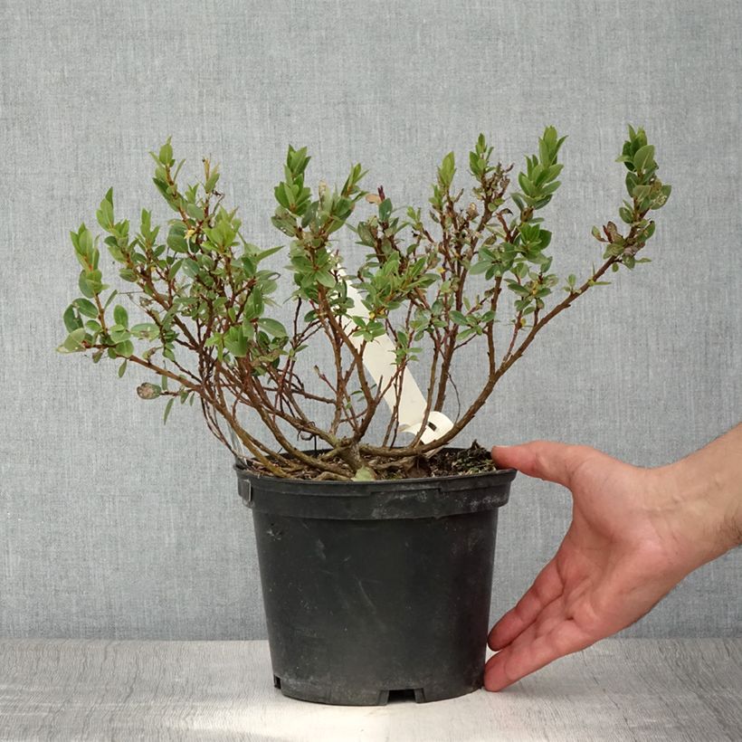 Spécimen de Salix hastata Wehrhahnii - Saule hasté Pot de 2L/3L tel que livré en été