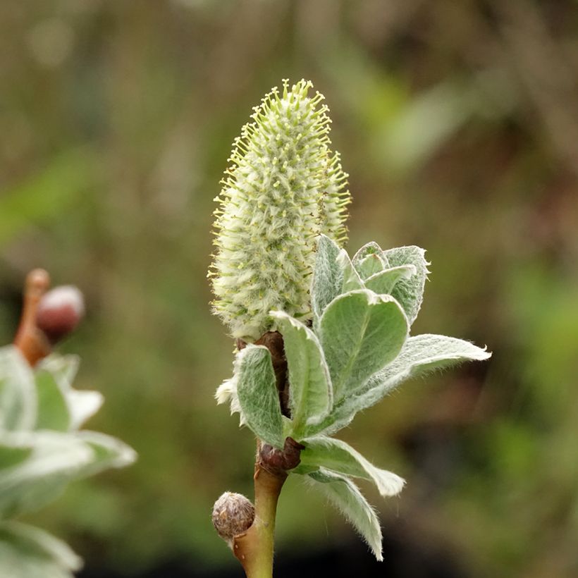 Salix lanata - Saule laineux (Floraison)