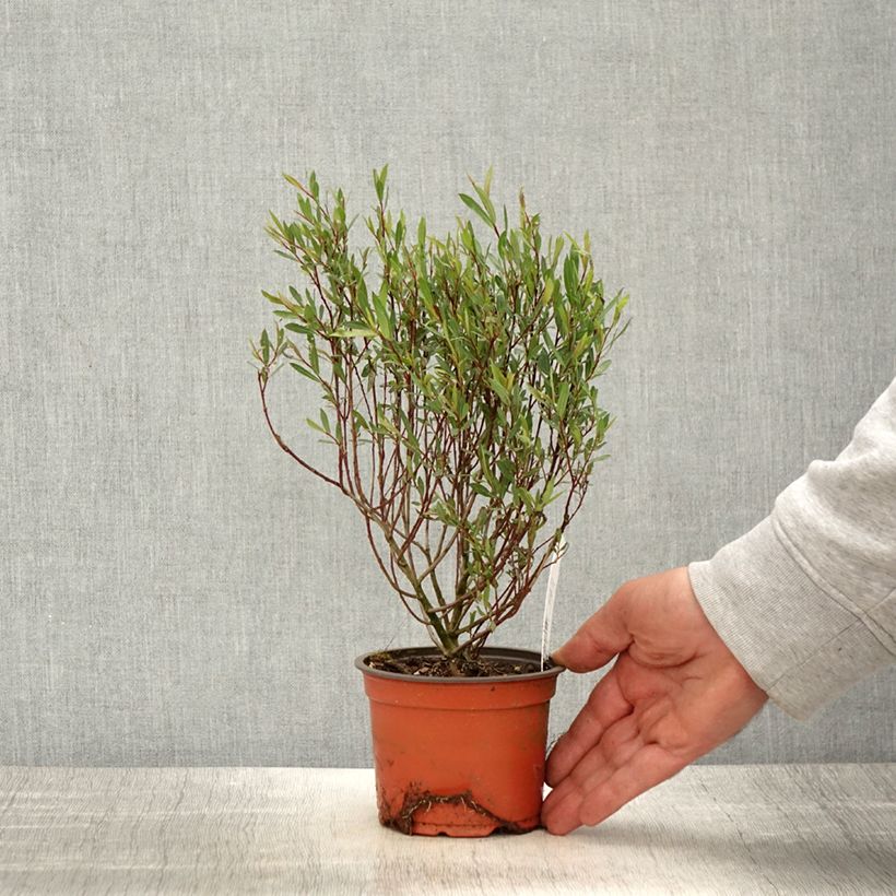 Example of Salix purpurea Nana - Saule pourpre Godet de 8/9 cm as you get in printemps