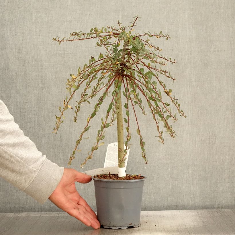 Spécimen de Salix repens Armando - Saule rampant Pot de 1,5L/2L, Mini-tige, Tige de 30 cm tel que livré en automne