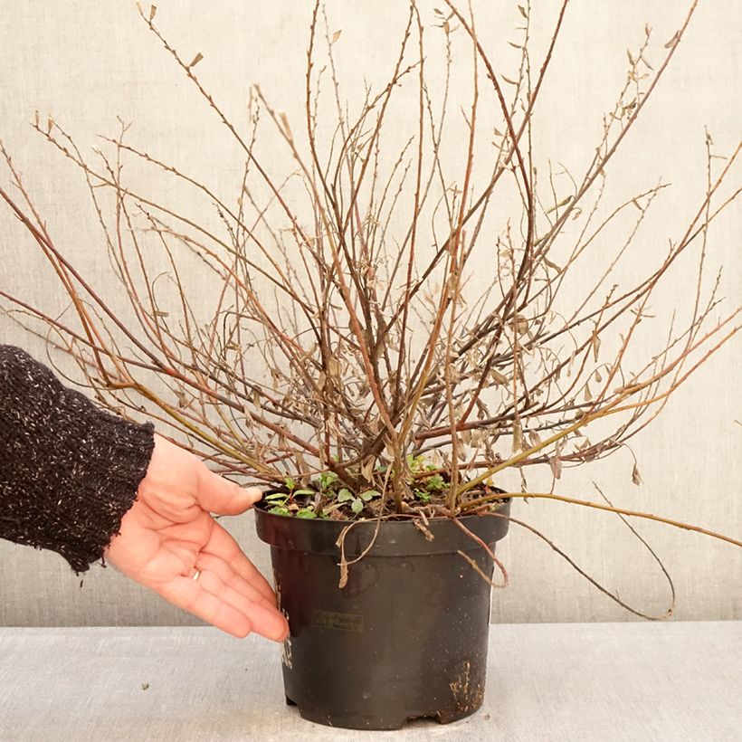 Spécimen de Salix repens Nitida - Saule rampant  Pot de 2L/3L tel que livré en hiver