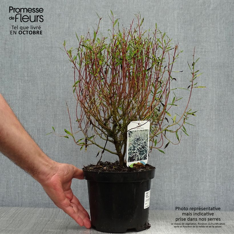 Spécimen de Salix repens - Saule rampant Pot de 2L/3L tel que livré en automne