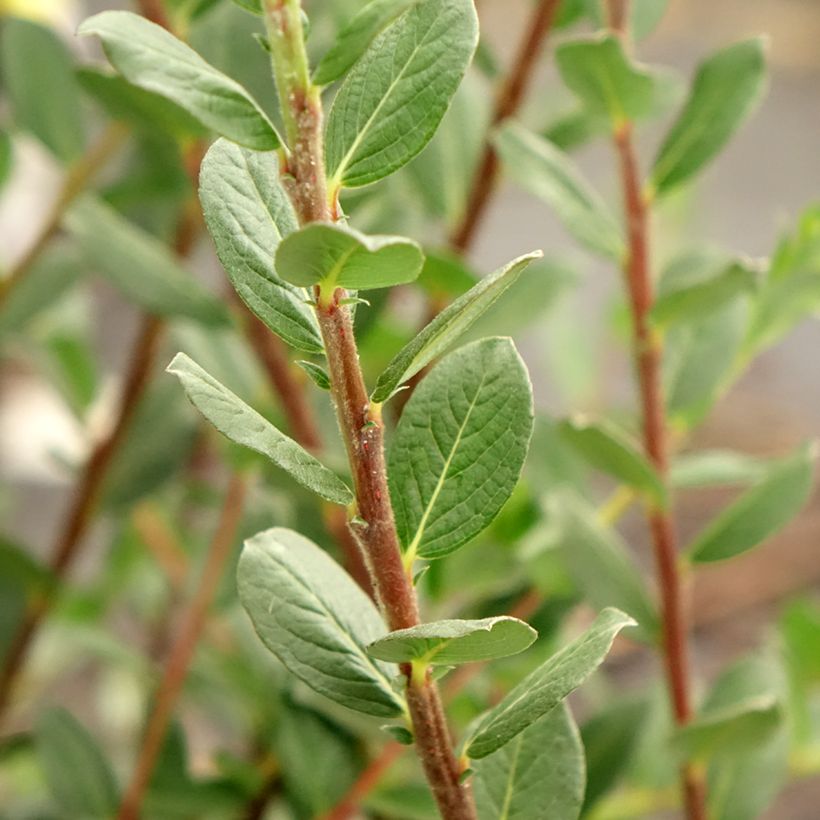 Salix repens - Saule rampant (Feuillage)