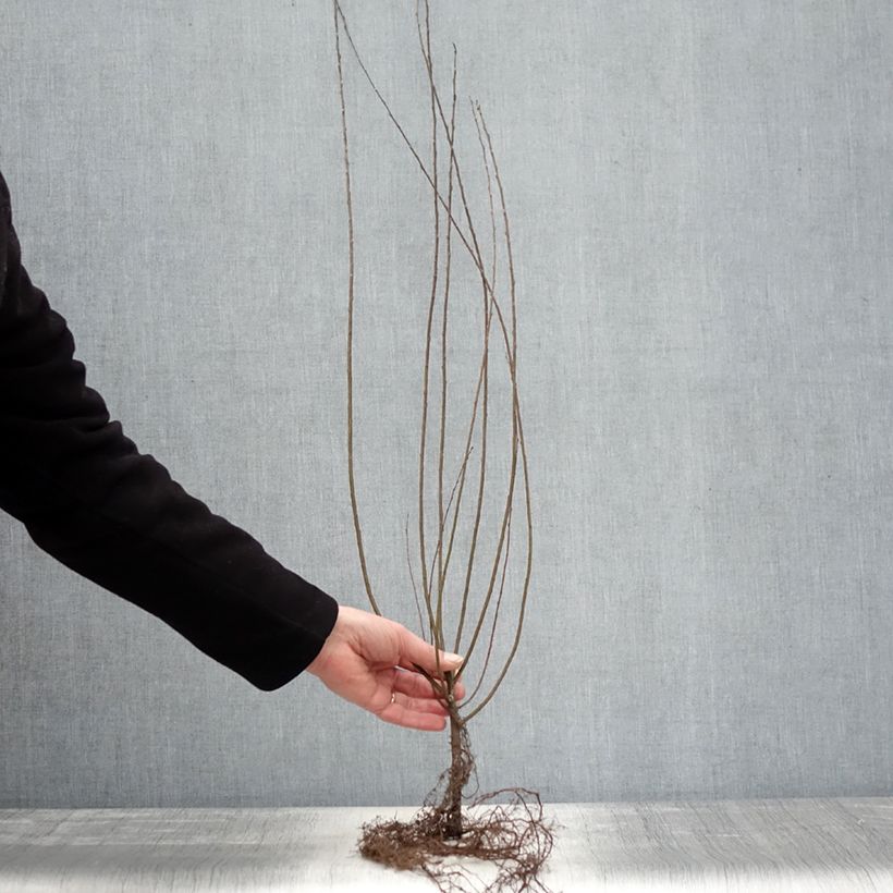 Spécimen de Salix repens - Saule rampant Racines nues, Buisson, Ramifié tel que livré en hiver