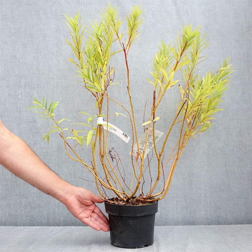 Spécimen de Salix sachalinensis Sekka - Saule de Sakhaline  Pot de 3L/4L tel que livré en été