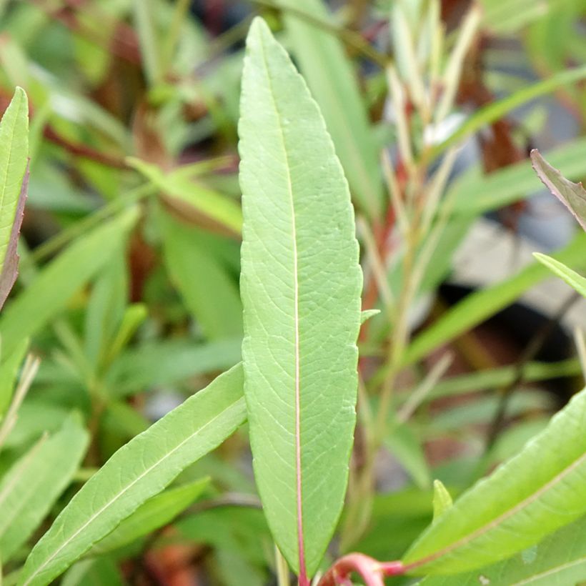 Salix sachalinensis Sekka - Saule de Sakhaline  (Foliage)
