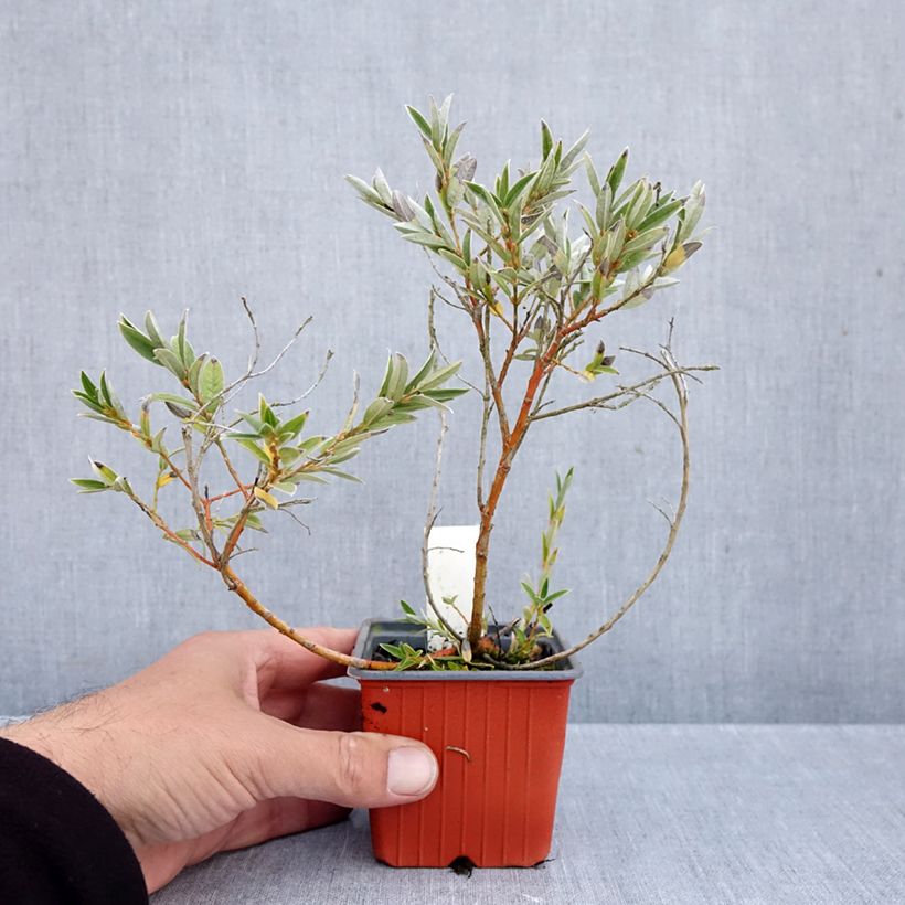 Spécimen de Salix subopposita - Saule nain Godet de 8/9 cm tel que livré en automne