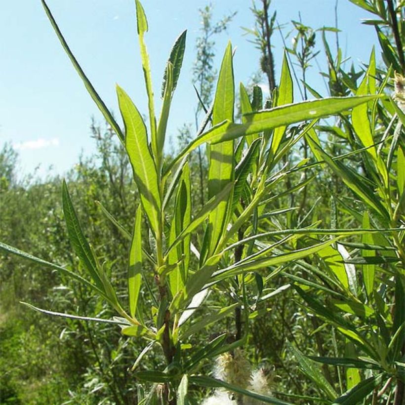Salix viminalis - Saule des vanniers (Foliage)