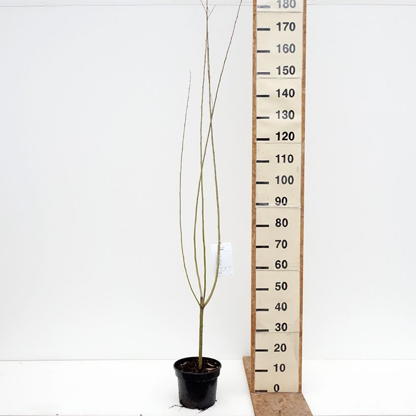 Example of Salix x fragilis Bullata - Saule cassant Pot de 4L/5L as you get in hiver