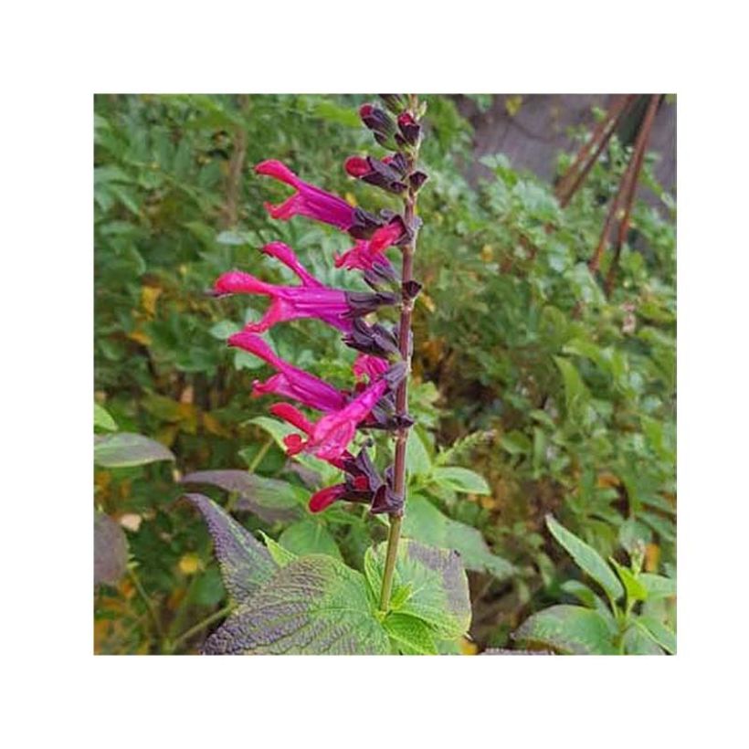 Salvia Amante - sauge hybride (Flowering)