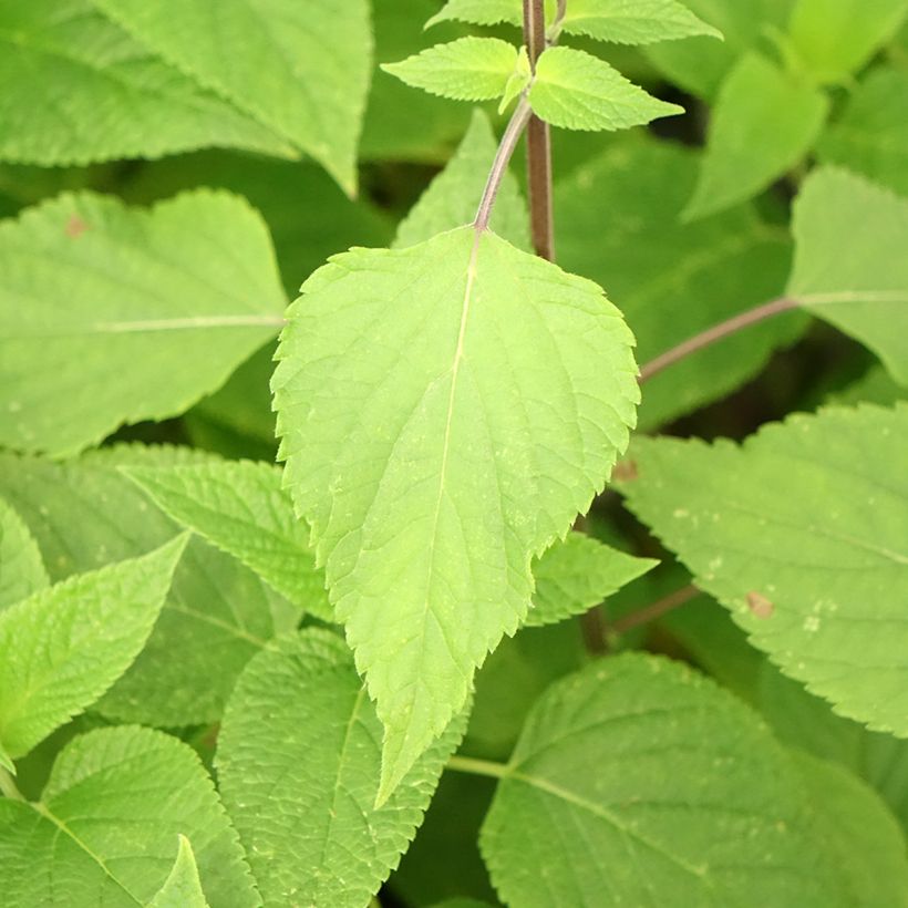 Salvia Amante - sauge hybride (Foliage)