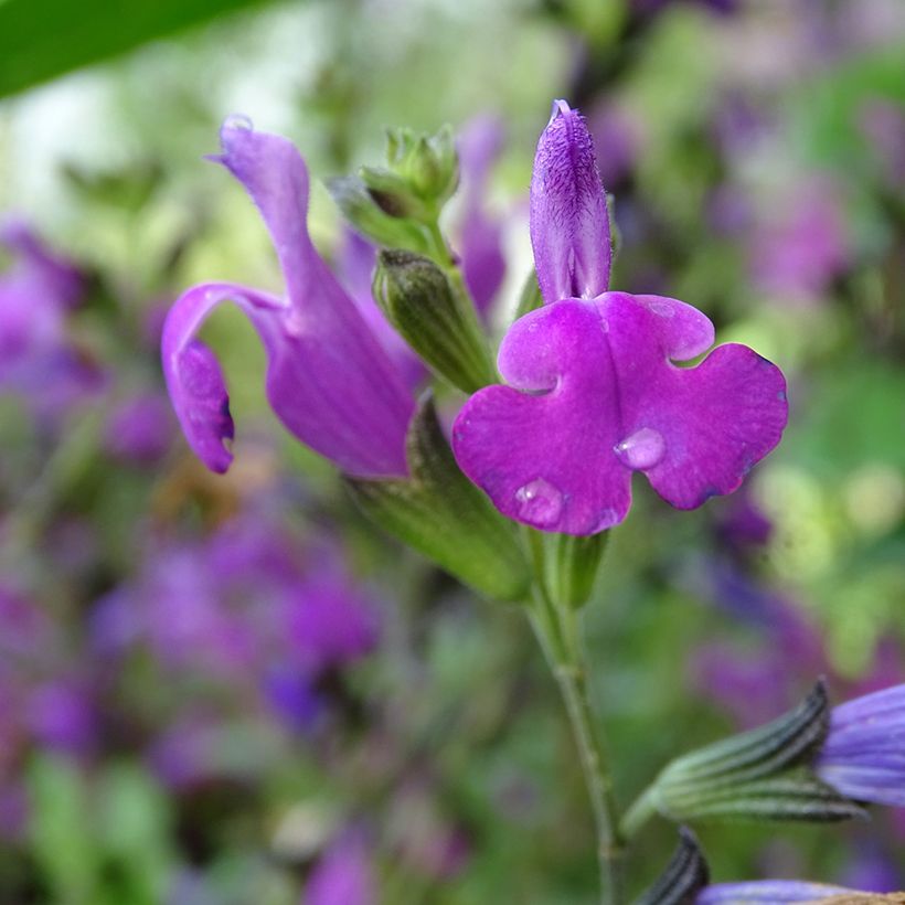 Salvia greggi ARCTIC BLAZE Purple 'Novasalpur' - Sauge arbustive (Floraison)