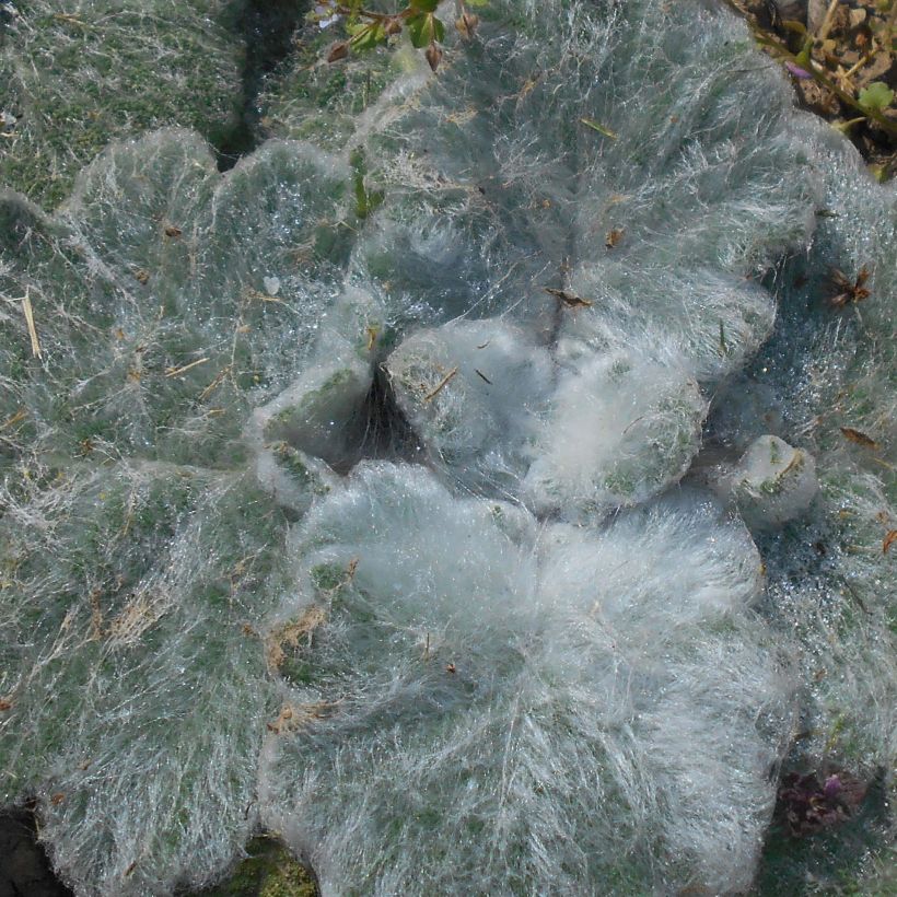 Sauge argentée - Salvia argentea  (Foliage)