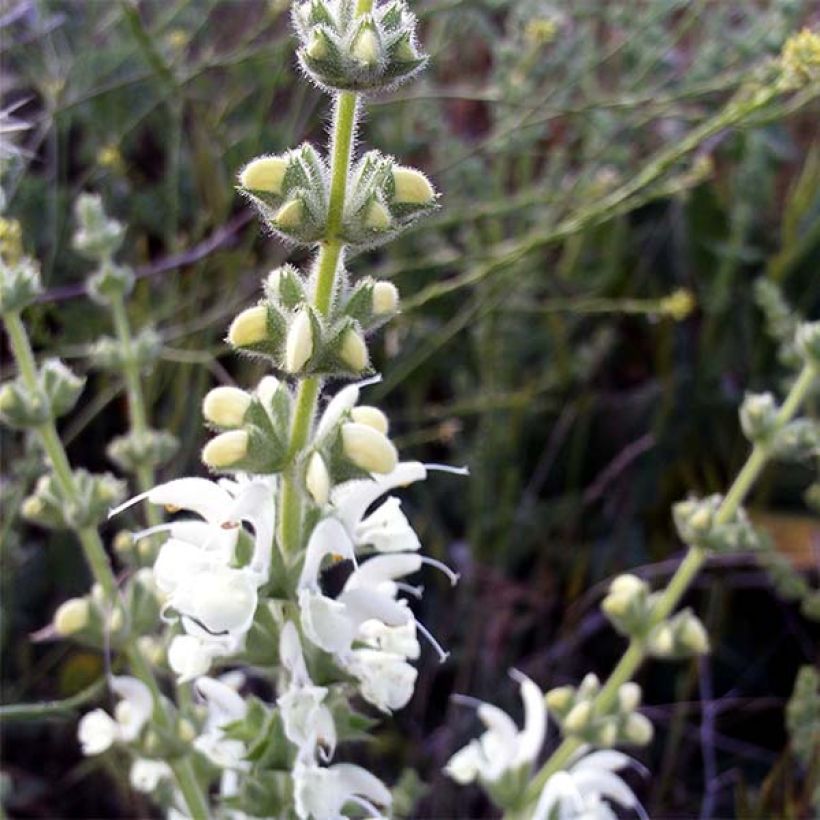 Sauge argentée - Salvia argentea  (Flowering)