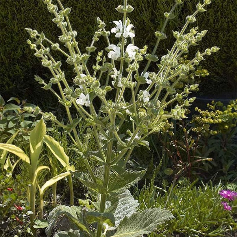 Sauge argentée - Salvia argentea  (Plant habit)
