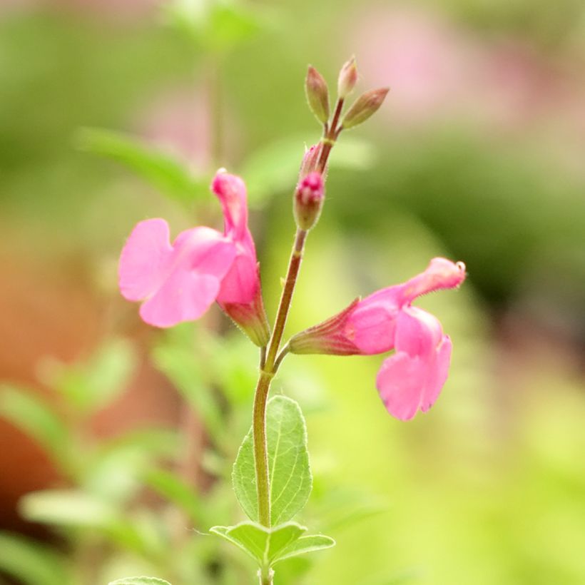 Salvia Delice Feline - Sauge arbustive (Floraison)