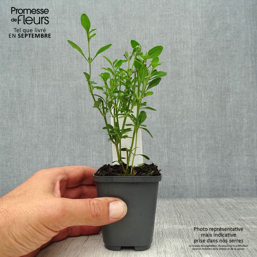Spécimen de Sauge arbustive Violette de Loire - Salvia jamensis Godet de 7/8 cm tel que livré en automne