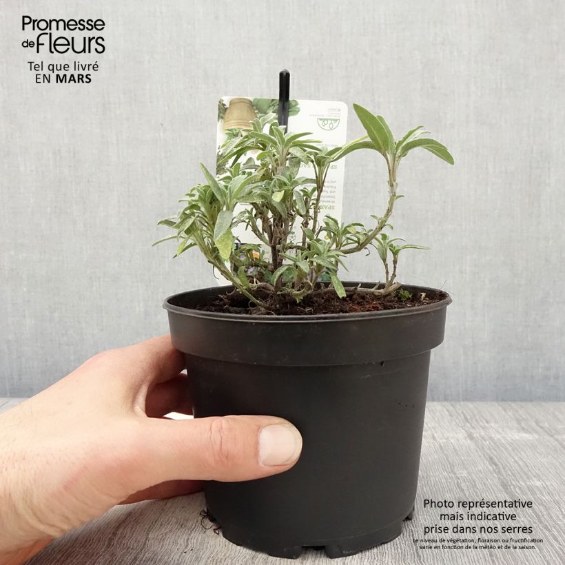 Example of Salvia lavandulifolia - Sauge à feuilles de lavande Pot de 1,5L/2L as you get in printemps