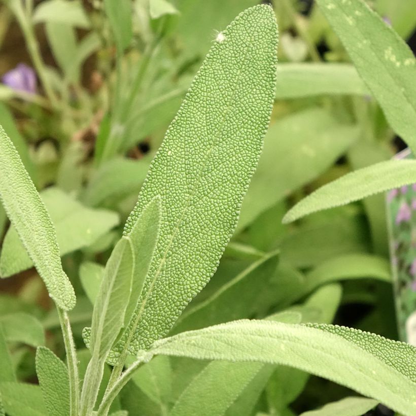 Salvia lavandulifolia - Sauge à feuilles de lavande (Foliage)