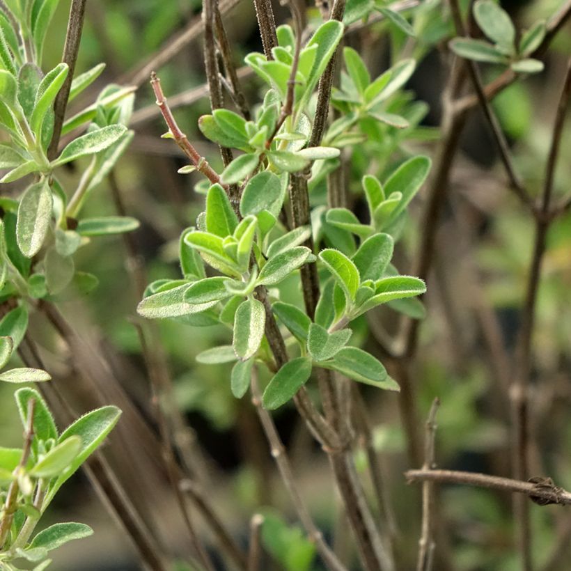 Salvia microphylla Delice Fiona - Sauge arbustive (Foliage)