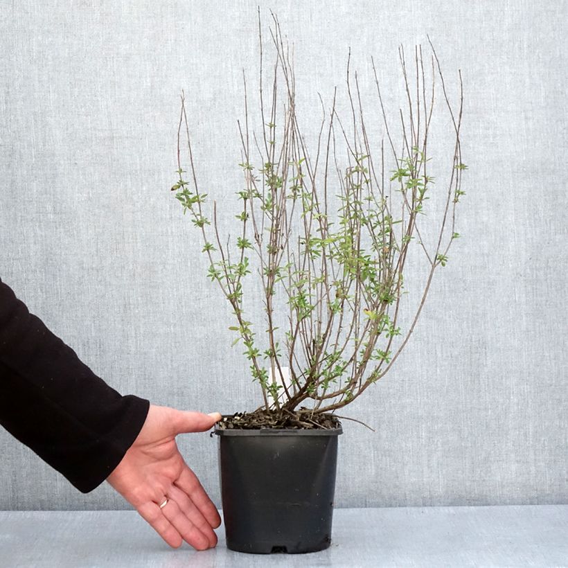 Example of Salvia microphylla Delice Fiona - Sauge arbustive Pot de 2L/3L as you get in printemps