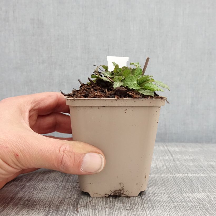 Spécimen de Salvia nemorosa Blue Bouquetta - Sauge des bois Godet de 8/9 cm tel que livré au printemps