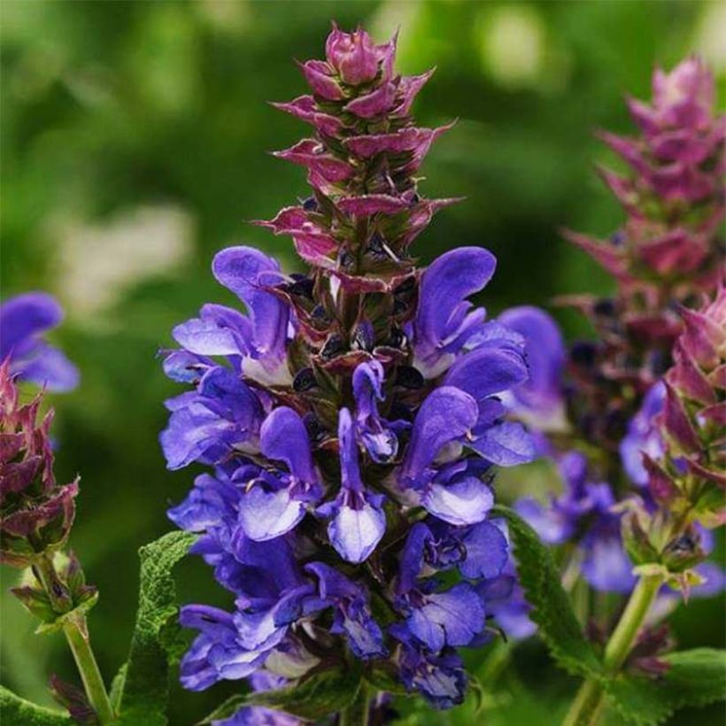 Salvia nemorosa Blue Marvel - Sauge des bois (Flowering)