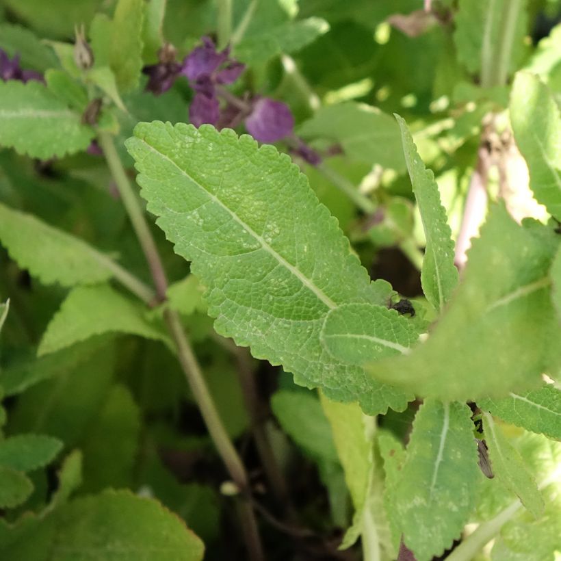 Salvia nemorosa Blue Marvel - Sauge des bois (Foliage)