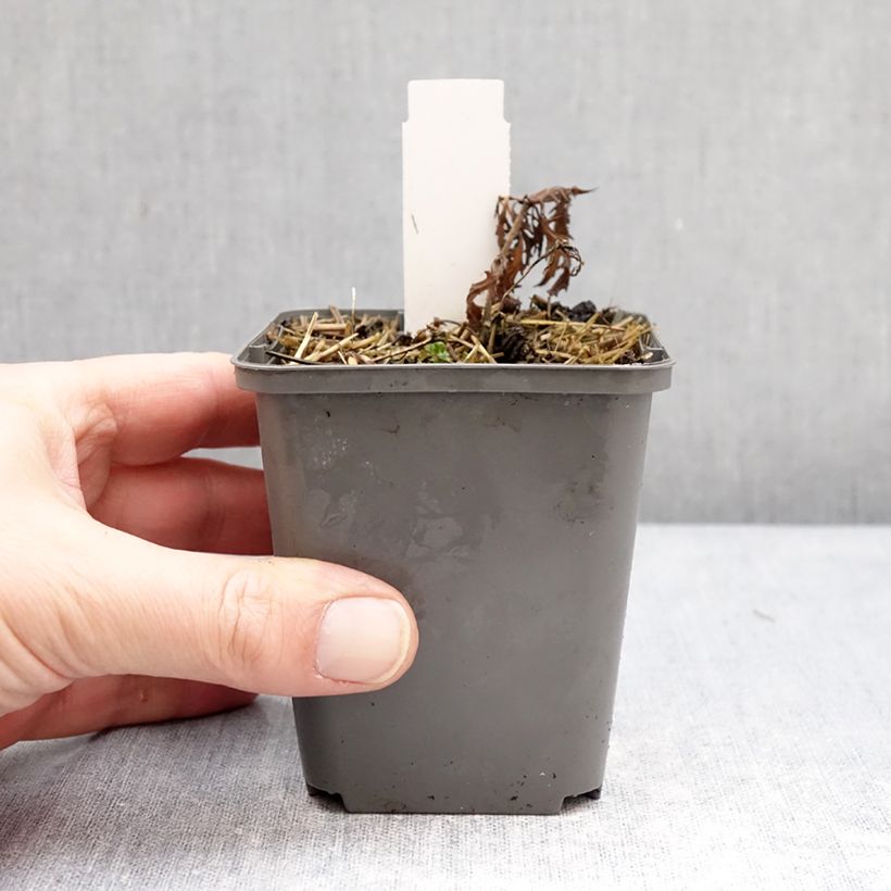 Example of Salvia nemorosa Feathers Flamingo - Sauge des bois  Godet de 7/8 cm as you get in hiver