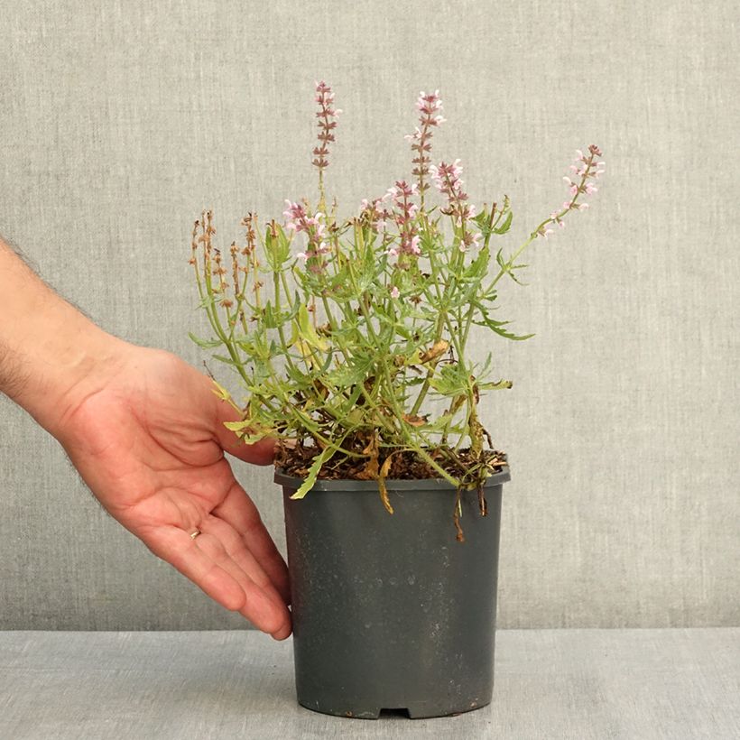 Spécimen de Salvia nemorosa Feathers Flamingo - Sauge des bois  Pot de 1L/1,5L tel que livré en été