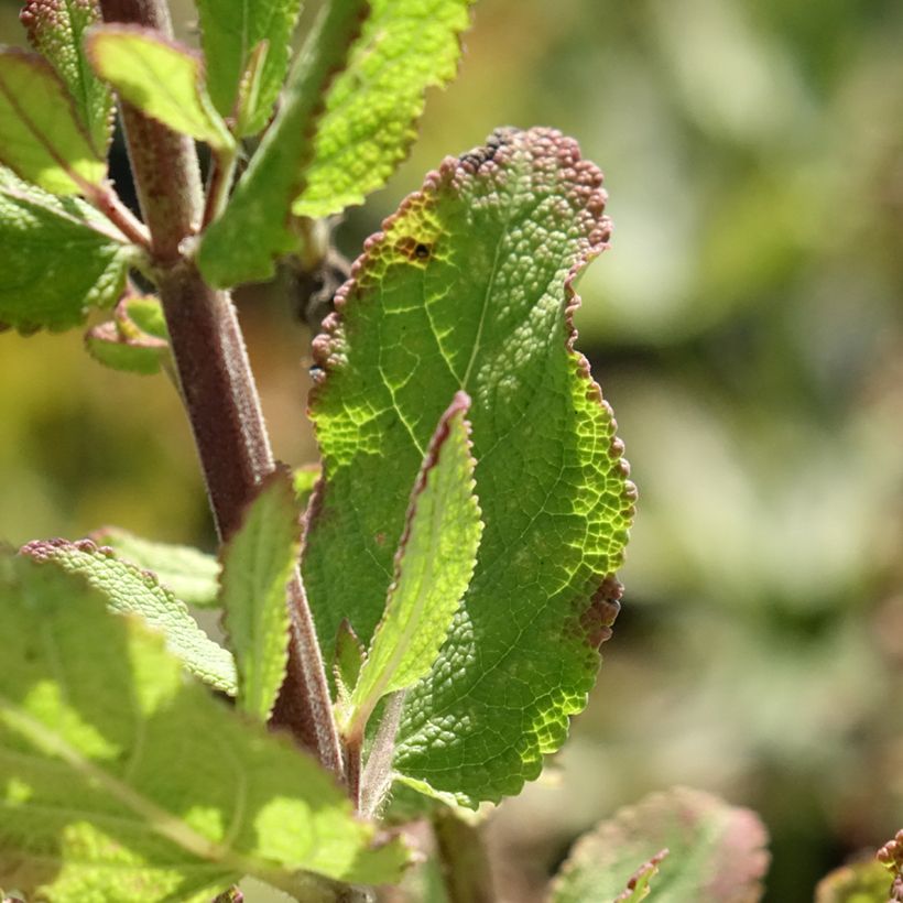 Salvia nemorosa Katsjing - Sauge des bois (Foliage)