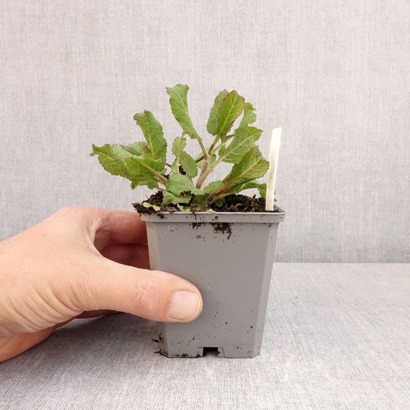 Example of Salvia nemorosa Katsjing - Sauge des bois Godet de 8/9 cm as you get in printemps