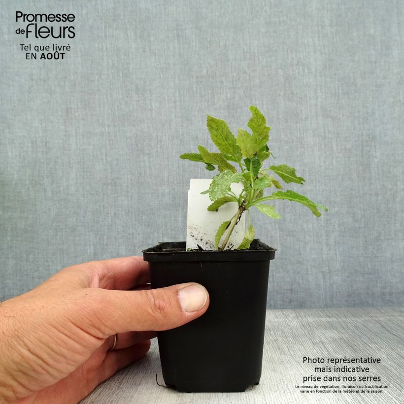 Spécimen de Salvia nemorosa Marcus Haeumanarc - Sauge des bois Godet de 8/9 cm tel que livré en été