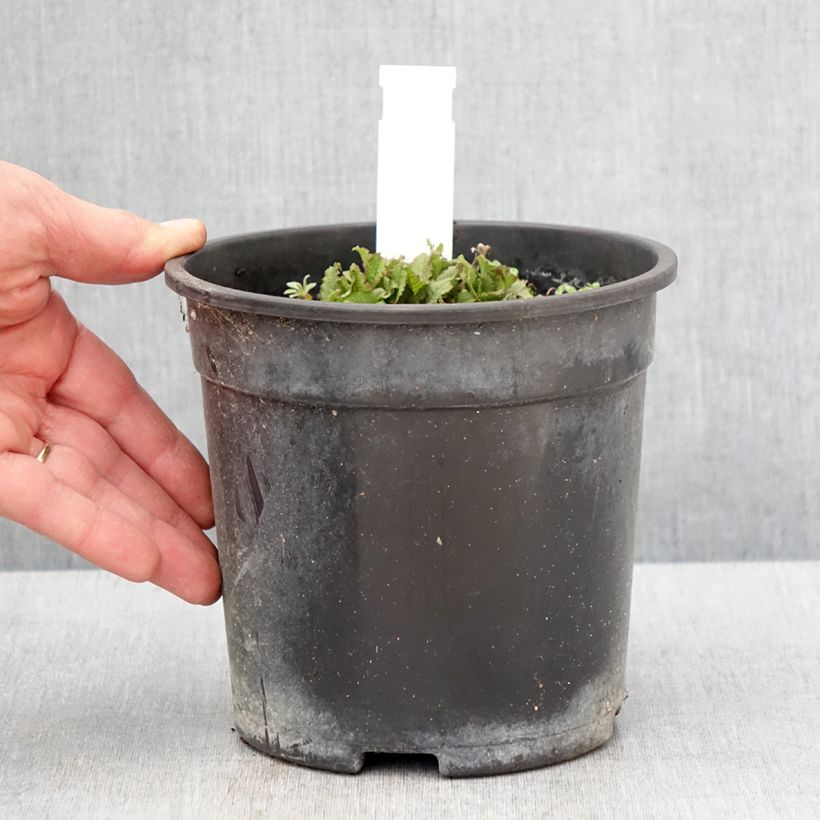 Spécimen de Salvia nemorosa Marcus Haeumanarc - Sauge des bois Pot de 2L/3L tel que livré au printemps