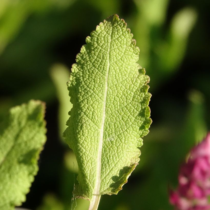 SALVIA nemorosa Rose Queen (Rosakönigin) - Sauge des bois  (Feuillage)