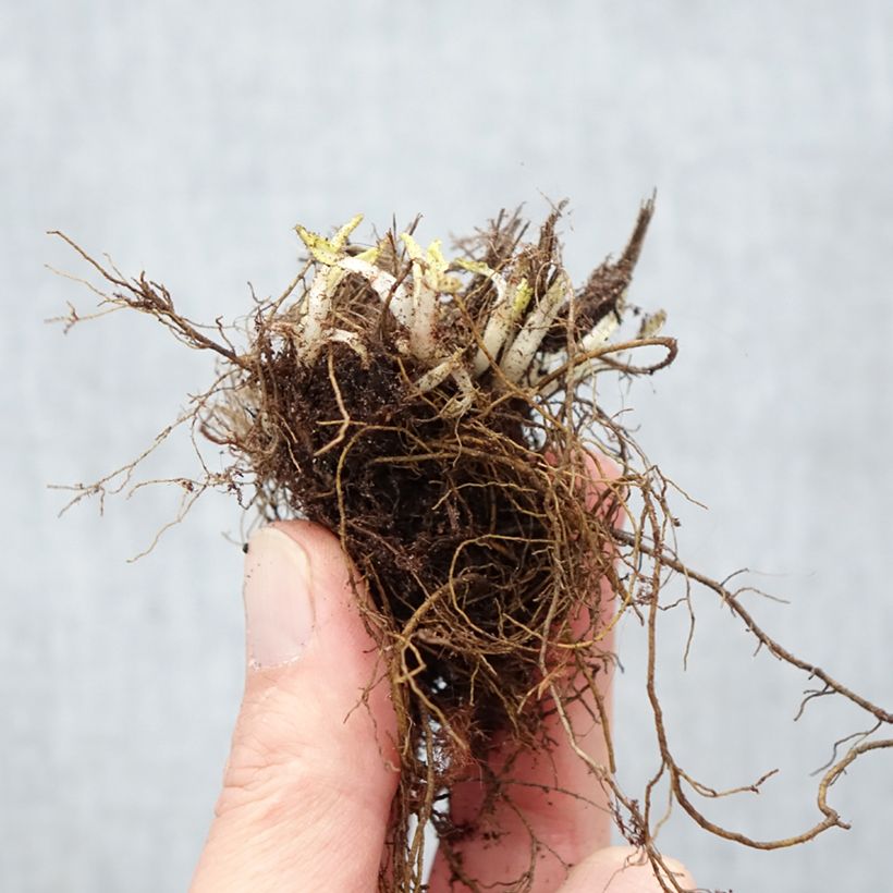 Spécimen de Salvia nemorosa Schneehügel - Sauge des bois Racines nues tel que livré en hiver