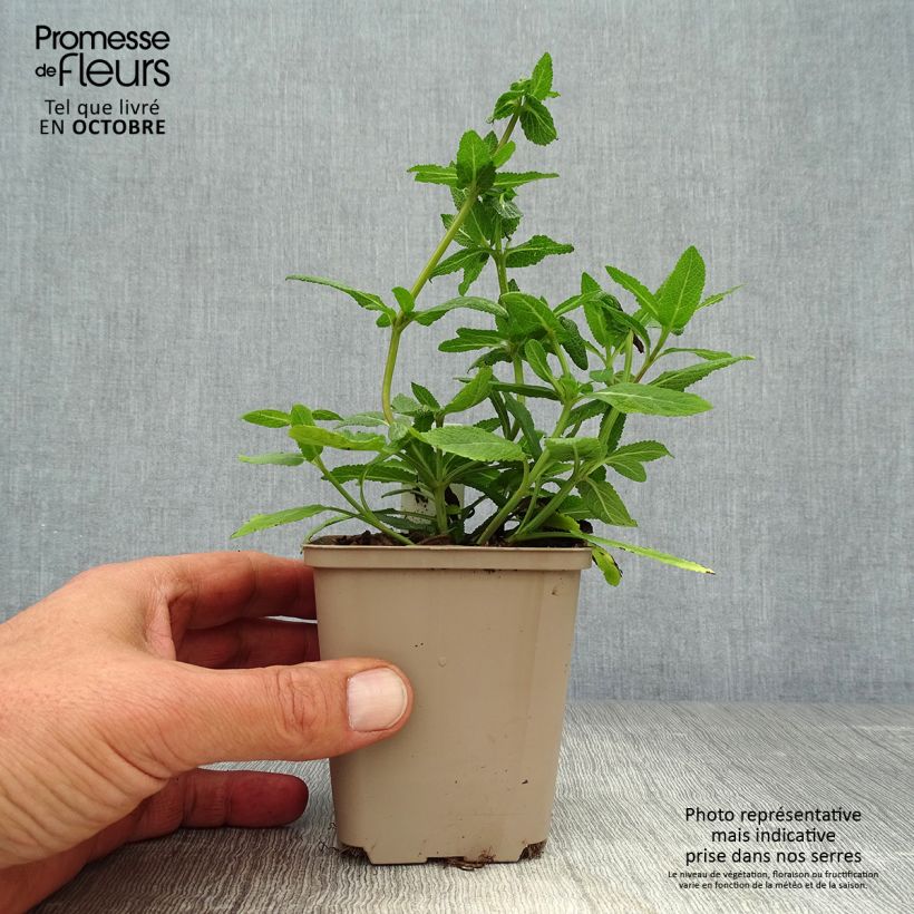 Spécimen de Salvia nemorosa Sensation Rose - Sauge des bois rose clair Godet de 8/9 cm tel que livré en automne