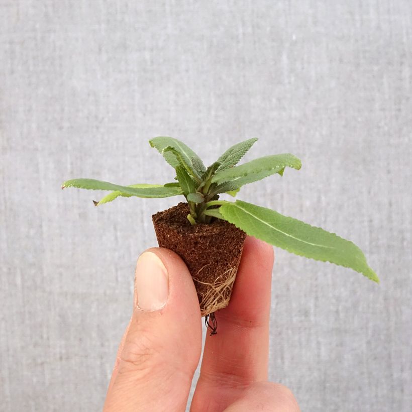 Example of Salvia nemorosa Sensation Rose - Sauge des bois rose clair Mini-motte Ø 3/4 cm as you get in printemps