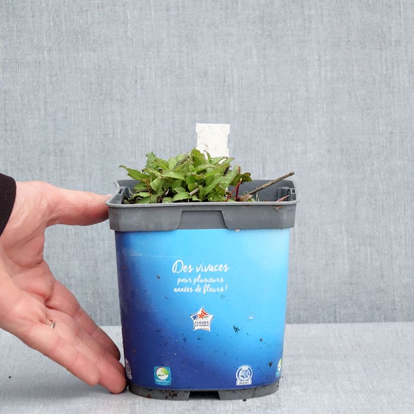 Spécimen de Salvia pratensis Lyrical Blues - Sauge des près Pot de 2L/3L tel que livré au printemps